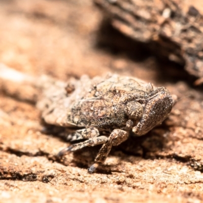 Platybrachys sp. (genus) (A gum hopper) at Macgregor, ACT - 31 Aug 2020 by Roger