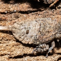 Platybrachys sp. (genus) at Macgregor, ACT - 31 Aug 2020 11:37 AM