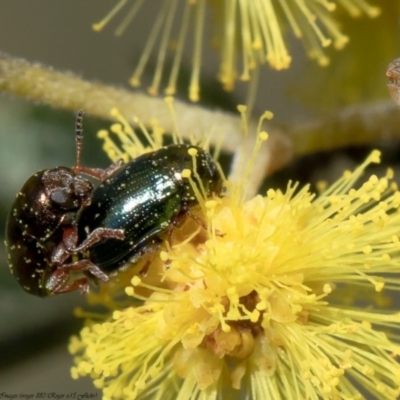 Ditropidus sp. (genus) (Leaf beetle) at Latham, ACT - 31 Aug 2020 by Roger