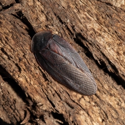 Laxta granicollis (Common bark or trilobite cockroach) at Macgregor, ACT - 31 Aug 2020 by Roger