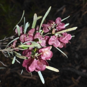 Dodonaea viscosa at Conder, ACT - 14 Nov 2017