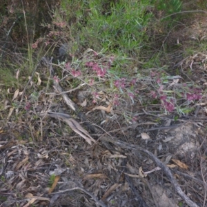 Dodonaea viscosa at Conder, ACT - 14 Nov 2017