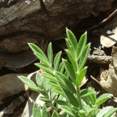 Swainsona sp. at Mount Mugga Mugga - 31 Aug 2020 by Mike