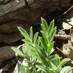 Swainsona sp. at Symonston, ACT - 31 Aug 2020