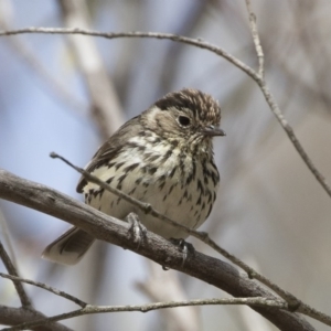 Pyrrholaemus sagittatus at Michelago, NSW - 2 Dec 2019 09:00 AM