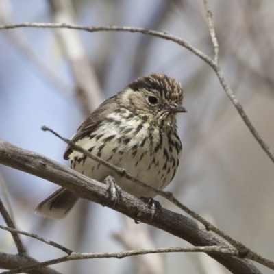 Pyrrholaemus sagittatus (Speckled Warbler) at Michelago, NSW - 2 Dec 2019 by Illilanga