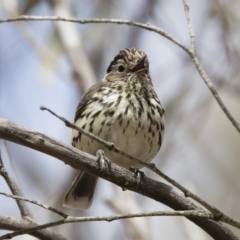 Pyrrholaemus sagittatus at Michelago, NSW - 2 Dec 2019 09:00 AM