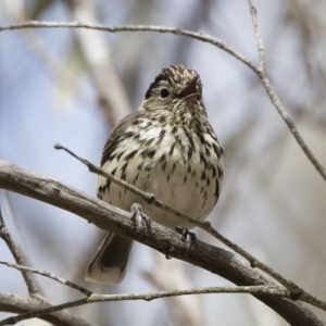 Pyrrholaemus sagittatus at Michelago, NSW - 2 Dec 2019