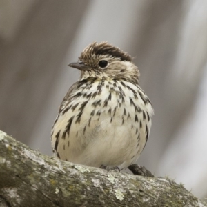 Pyrrholaemus sagittatus at Michelago, NSW - 2 Dec 2019 09:00 AM