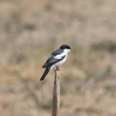 Lalage tricolor (White-winged Triller) at Michelago, NSW - 1 Dec 2019 by Illilanga