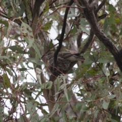Lalage tricolor (White-winged Triller) at Michelago, NSW - 8 Jan 2012 by Illilanga