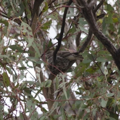 Lalage tricolor (White-winged Triller) at Michelago, NSW - 8 Jan 2012 by Illilanga