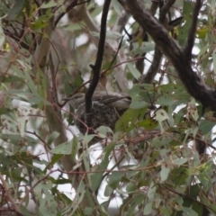 Lalage tricolor at Michelago, NSW - 8 Jan 2012