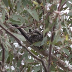 Lalage tricolor at Michelago, NSW - 8 Jan 2012