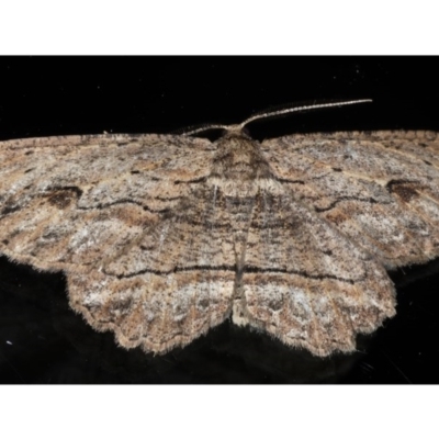 Ectropis excursaria (Common Bark Moth) at Ainslie, ACT - 30 Aug 2020 by jb2602