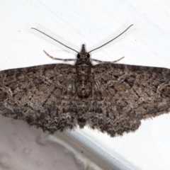 Chloroclystis filata (Filata Moth, Australian Pug Moth) at Ainslie, ACT - 30 Aug 2020 by jb2602