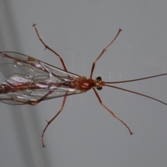 Netelia sp. (genus) (An Ichneumon wasp) at Ainslie, ACT - 30 Aug 2020 by jbromilow50