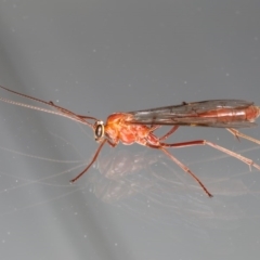 Netelia sp. (genus) at Ainslie, ACT - 30 Aug 2020