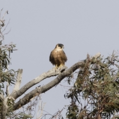 Falco longipennis (Australian Hobby) at Illilanga & Baroona - 15 Jun 2020 by Illilanga