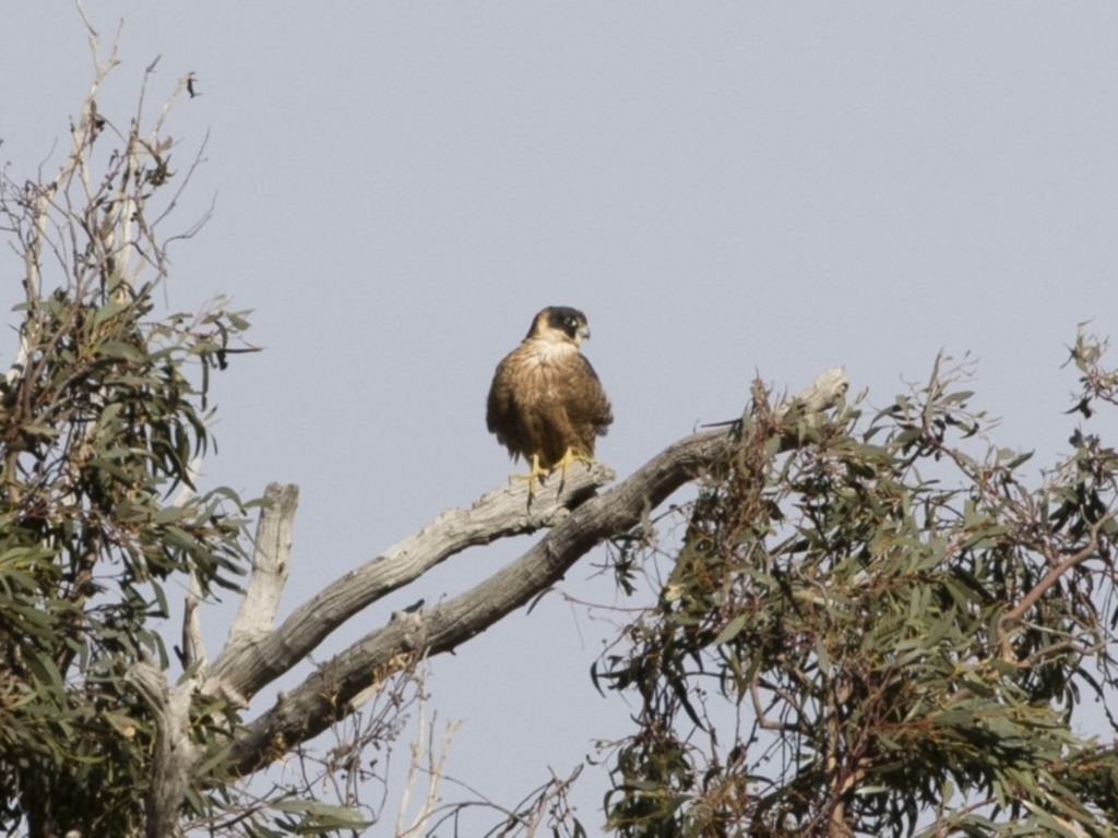 Falco longipennis at Michelago, NSW - 15 Jun 2020