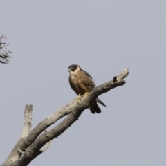 Falco longipennis at Michelago, NSW - 15 Jun 2020