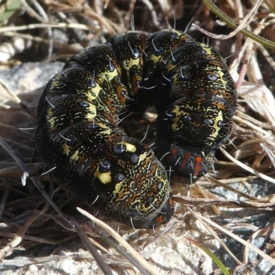 Apina callisto (Pasture Day Moth) at Kambah, ACT - 30 Aug 2020 by HarveyPerkins