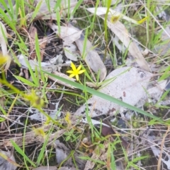 Pauridia vaginata (Yellow Star) at Monument Hill and Roper Street Corridor - 29 Aug 2020 by erika