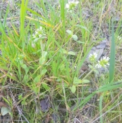 Cerastium glomeratum (Sticky Mouse-ear Chickweed) at Albury, NSW - 29 Aug 2020 by erika