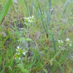 Cerastium glomeratum at Albury - 30 Aug 2020