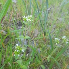 Cerastium glomeratum at Albury - 30 Aug 2020 06:47 AM