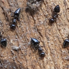 Crematogaster sp. (genus) (Acrobat ant, Cocktail ant) at Kambah, ACT - 30 Aug 2020 by HarveyPerkins