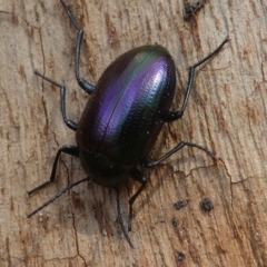 Chalcopteroides columbinus (Rainbow darkling beetle) at Kambah, ACT - 30 Aug 2020 by HarveyPerkins