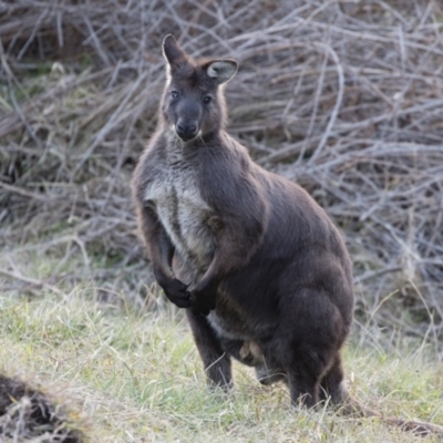 Osphranter robustus (Wallaroo) at Michelago, NSW - 10 Aug 2020 by Illilanga