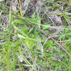 Brunonia australis (Blue Pincushion) at West Albury, NSW - 29 Aug 2020 by erika