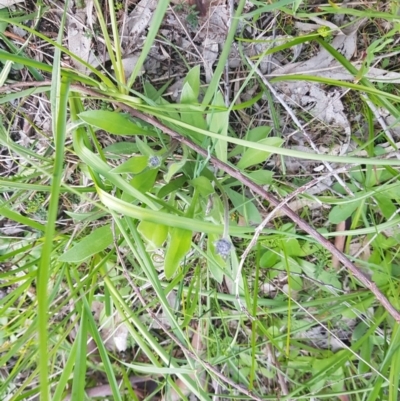 Brunonia australis (Blue Pincushion) at West Albury, NSW - 29 Aug 2020 by erika