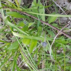 Brunonia australis at West Albury, NSW - 30 Aug 2020