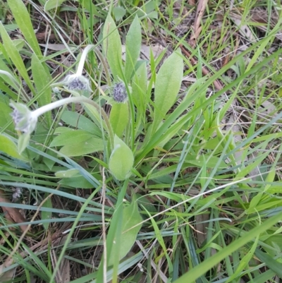 Brunonia australis (Blue Pincushion) at Monument Hill and Roper Street Corridor - 29 Aug 2020 by erika