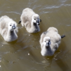 Cygnus atratus (Black Swan) at Belconnen, ACT - 31 Aug 2020 by AlisonMilton