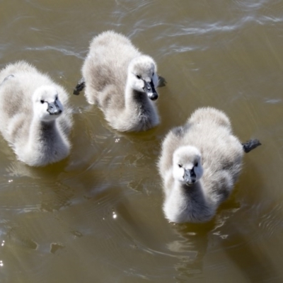 Cygnus atratus (Black Swan) at Lake Ginninderra - 31 Aug 2020 by AlisonMilton