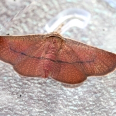 Aglaopus pyrrhata (Leaf Moth) at Higgins, ACT - 31 Aug 2020 by AlisonMilton