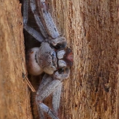 Isopeda sp. (genus) (Huntsman Spider) at Kambah, ACT - 30 Aug 2020 by HarveyPerkins