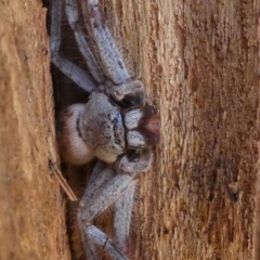 Isopeda sp. (genus) (Huntsman Spider) at Kambah, ACT - 30 Aug 2020 by HarveyPerkins
