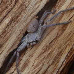 Isopeda sp. (genus) at Kambah, ACT - 30 Aug 2020