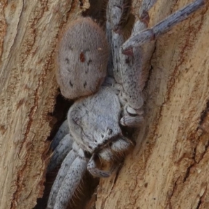 Isopeda sp. (genus) at Kambah, ACT - 30 Aug 2020