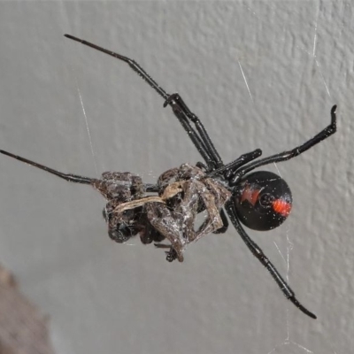 Latrodectus hasselti (Redback Spider) at Kambah, ACT - 30 Aug 2020 by HarveyPerkins