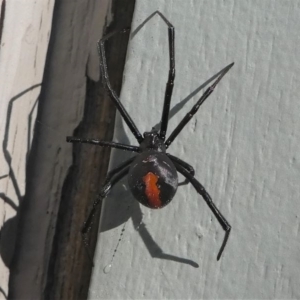 Latrodectus hasselti at Kambah, ACT - 30 Aug 2020