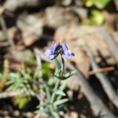 Linaria arvensis (Corn Toadflax) at Chifley, ACT - 29 Aug 2020 by MatthewFrawley