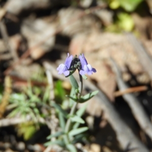 Linaria arvensis at Chifley, ACT - 29 Aug 2020