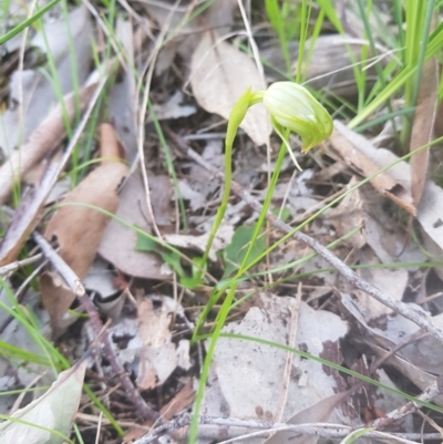 Pterostylis nutans (Nodding Greenhood) at Monument Hill and Roper Street Corridor - 30 Aug 2020 by erika