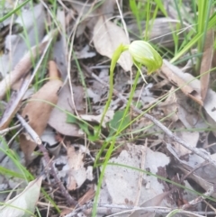 Pterostylis nutans (Nodding Greenhood) at Monument Hill and Roper Street Corridor - 29 Aug 2020 by erika